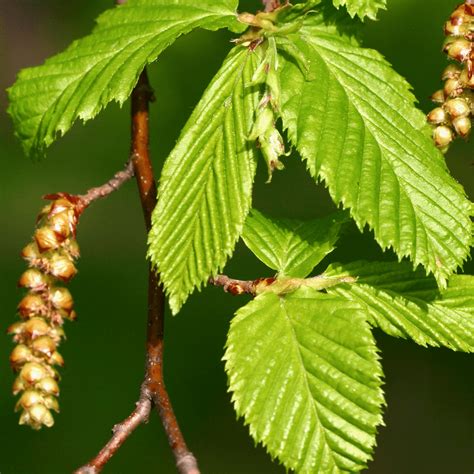 Carpinus betulus - Common Hornbeam Tree | Free UK Delivery Over £50