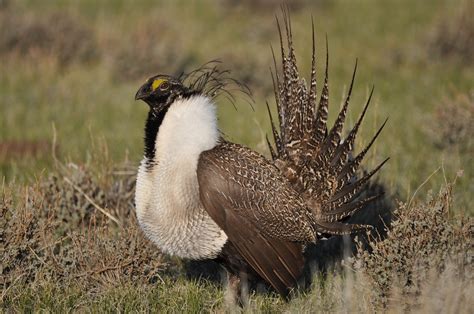 Greater sage-grouse - song / call / voice / sound.