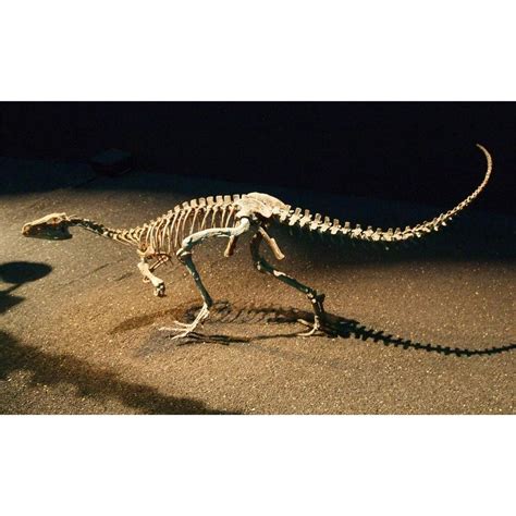 Acrylic Face Mounted Prints Eoraptor Skeleton Raptor Dinosaur Bones ...