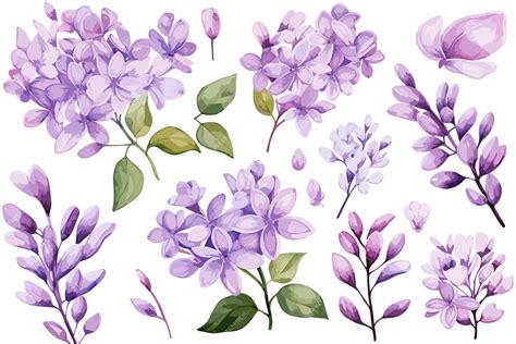 Premium Vector | Set delicate lilac watercolor clipart