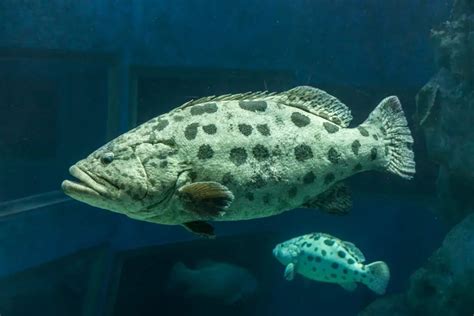 What is a Potato Grouper? | Reel Fishing Guru