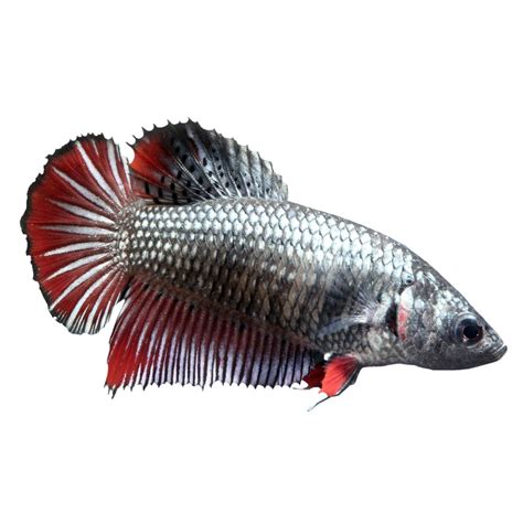 Female Halfmoon Betta Fish