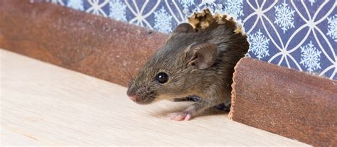 Rat Prevention | Safeguard Pest Control | Sunshine Coast