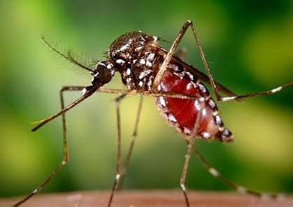 How mosquitoes distinguish people from animals | National Institutes of Health (NIH)