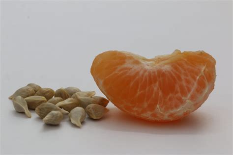 Orange seeds - PixaHive