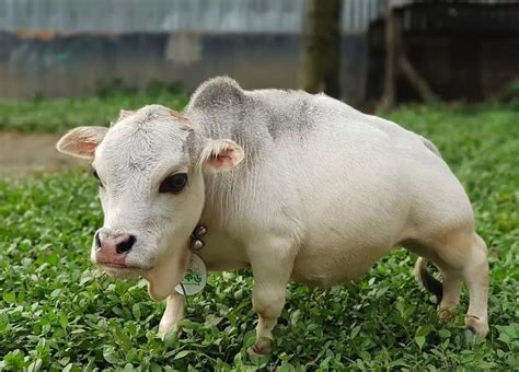 A 51 Centimeter Tall Dwarf Cow in Bangladesh || odia24