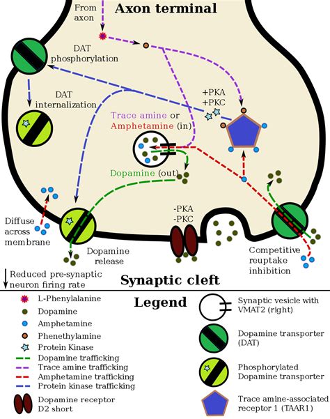 What Is A Dopamine Transporter And How Does It Work? | Betterhelp