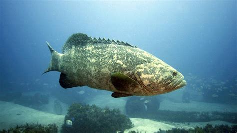 Florida allows limited goliath grouper harvest | Miami Herald