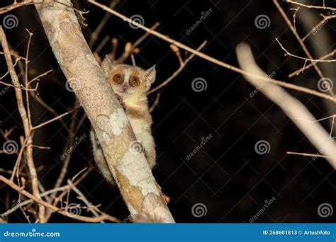 Madame Berthe`s Mouse Lemur, Microcebus Berthae, Madagascar Wildlife ...