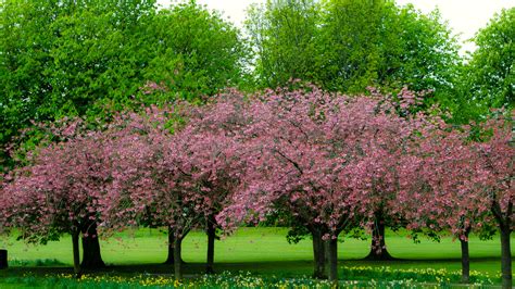 Spring Tree Free Stock Photo - Public Domain Pictures