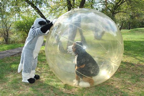 Fursuiter in a giant hamster ball | Douglas Muth | Flickr