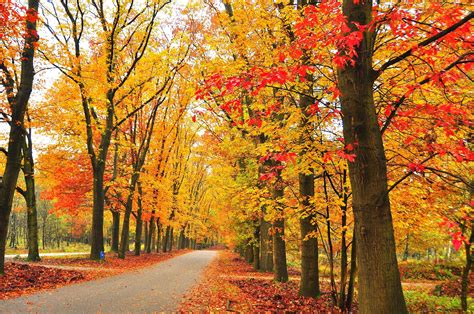 autumn, Fall, Landscape, Nature, Tree, Forest, Leaf, Leaves Wallpapers ...