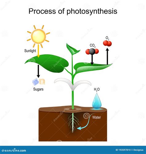 Photosynthesis Process in Plants Stock Vector - Illustration of oxygen, botany: 193597810