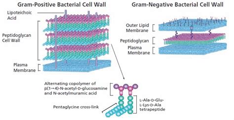 Inhibition of Cell Wall Biosynthesis by Antibiotics