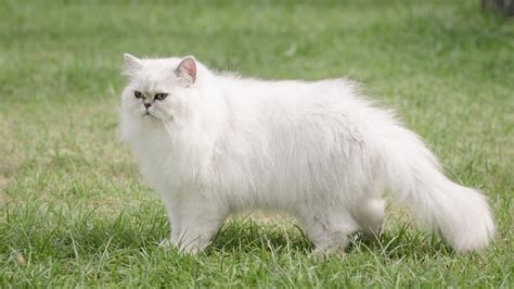 Persian Cat Breed Info: Personality, Facts, and Care Guide (with Pictures) | Hepper