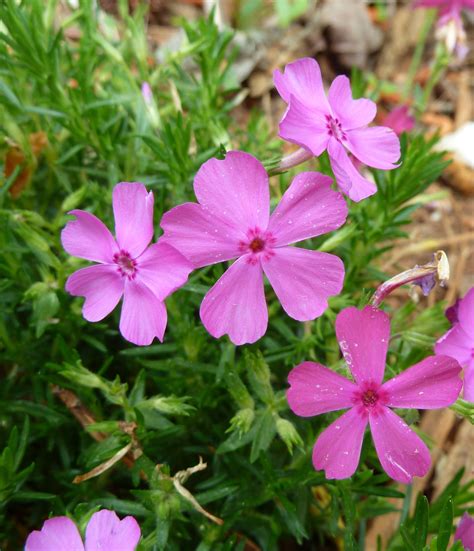 some pink flowers are growing in the dirt