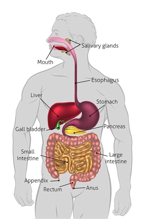 Got gallstones? Here’s what to eat and avoid