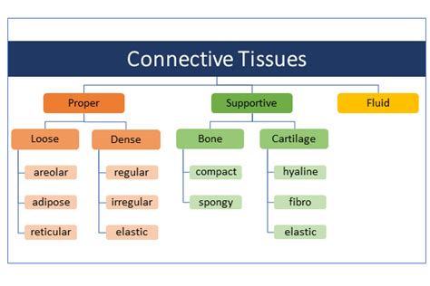 3.4: Connective Tissue - Medicine LibreTexts