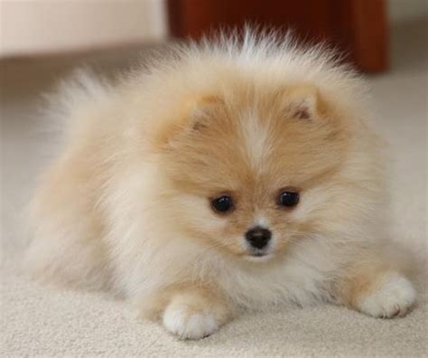 Pomeranian Puppies For Sale | Kissimmee Vineland Road, FL #256340