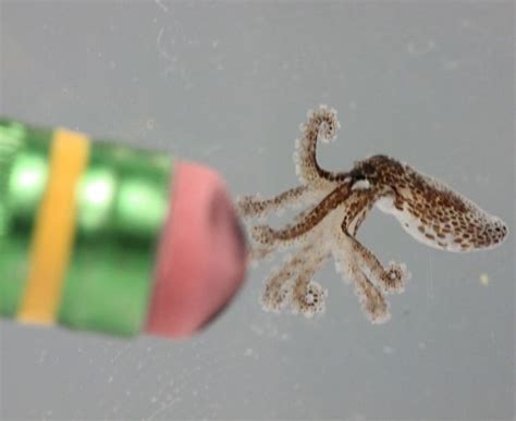 Tiny Caribbean Pygmy Octopi Hatched At the Aquarium At Mote Marine ...