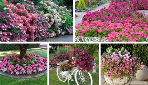 21 Pink Theme Garden Ideas Using Pink Annual Flowers