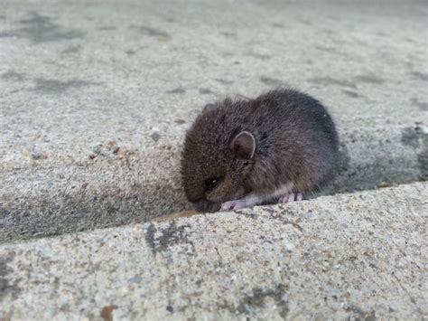 Found a baby field mouse in the driveway : aww