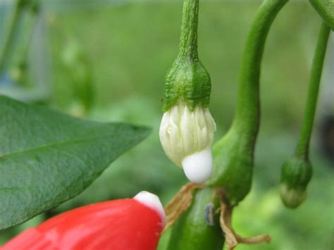 Growing Food, Saving Seeds: Glueing chilli flowers, a way to save pure ...