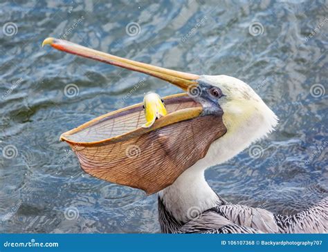 A Pelican Eating a Fish for Lunch Stock Photo - Image of seabirds, florida: 106107368