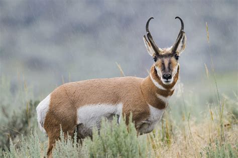 10 Lesser-Known Animals You Can Spot in Yellowstone