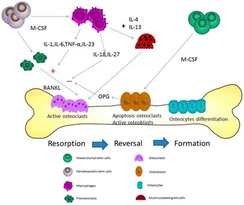 a homeostatic imbalance that activates these bone cells would lead to a ...