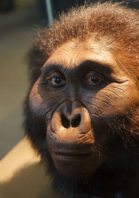 Paranthropus boisei - OH 5 (male) reconstruction by John Gurche ...