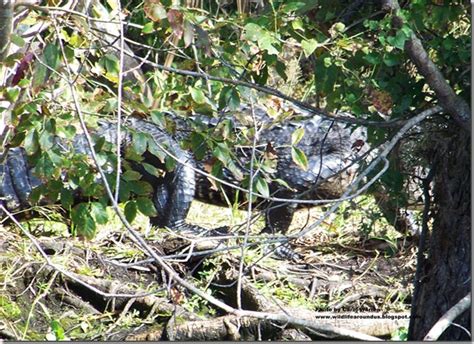 River Wildlife: Gators on the St Johns River