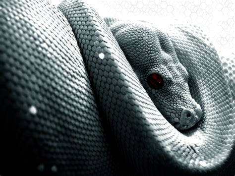 HD Python Wallpaper - Serpent Majesty