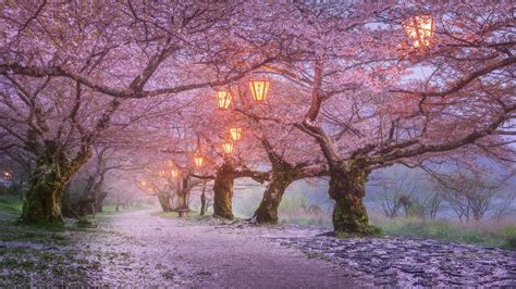 trees, Lanterns, cherry blossom, Japan, spring, flowers HD Wallpaper