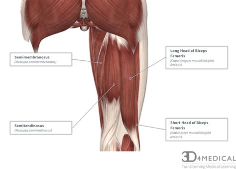 Hamstring Muscles Diagram - Blogger Lagi