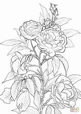 Rose Coloring Pages For Adults sketch template