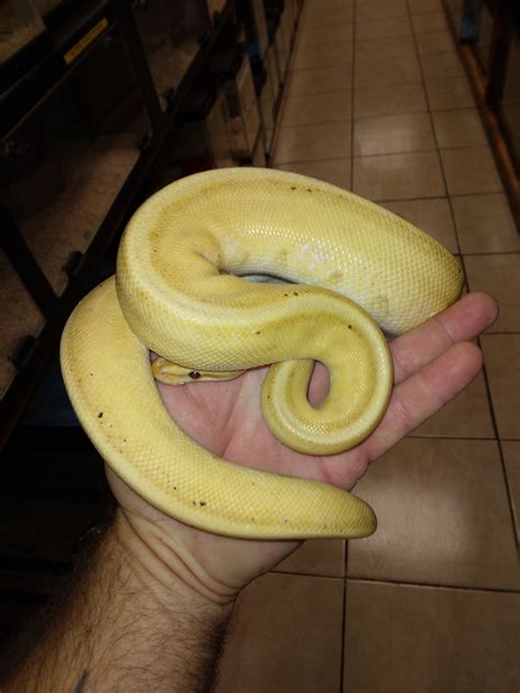 Adult Male Proven Breeder Banana Genetic Stripe Ball Python by Reptile Mart - MorphMarket