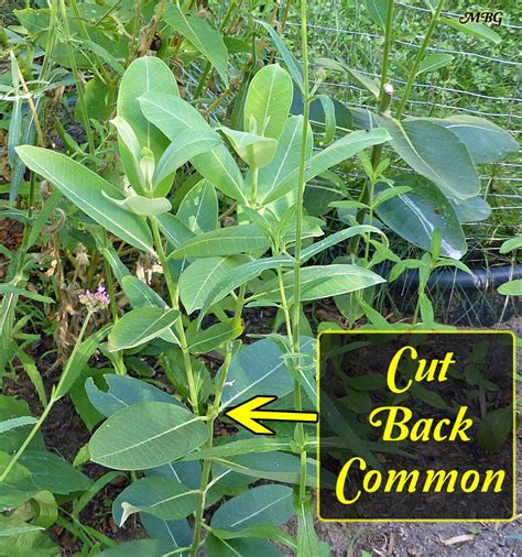 Asclepias syriaca- Common Milkweed for Monarch Caterpillars