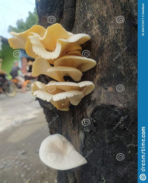 Mushrooms Grow on Dead Trees Stock Image - Image of trees, mushrooms ...