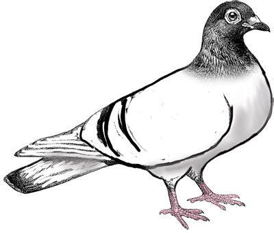 Pigeon Clipart Black And White