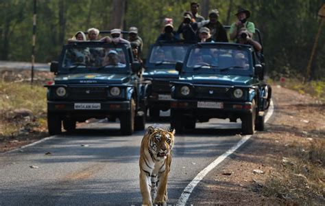 Pench National Park Safari Booking • Visitindiabestplaces