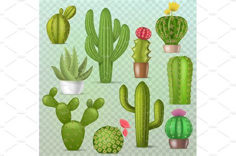 Cactus vector botanical cacti green | Decorative Illustrations ...