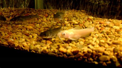 Albino Channel Catfish in Aquarium - YouTube