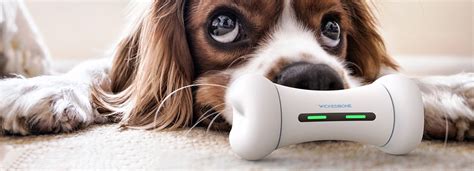 Best Toys For Dogs With Anxiety - ToyWalls