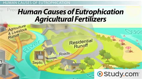 Human Causes of Eutrophication - Video & Lesson Transcript | Study.com