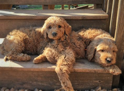 Goldendoodle Puppies For Sale | Westchester, IL #285296