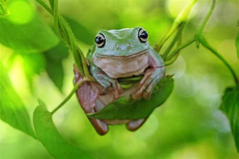 [ベスト] green tree frog 687088-Green tree frog habitat