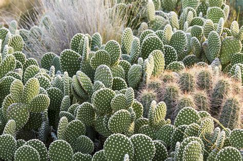 Image result for small cactus outdoors | Cactus plants, Outdoor cactus plants, Succulents garden