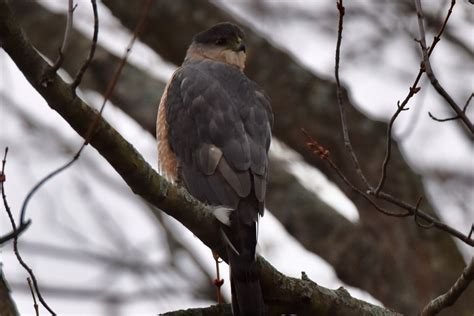 A Cooper’s hawk, thoughts on closing Illinois’ state lakes, record numbers on the Great Backyard ...