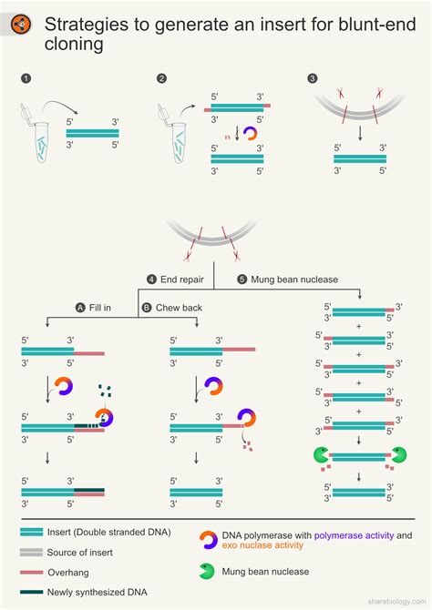 Mung Bean Nuclease